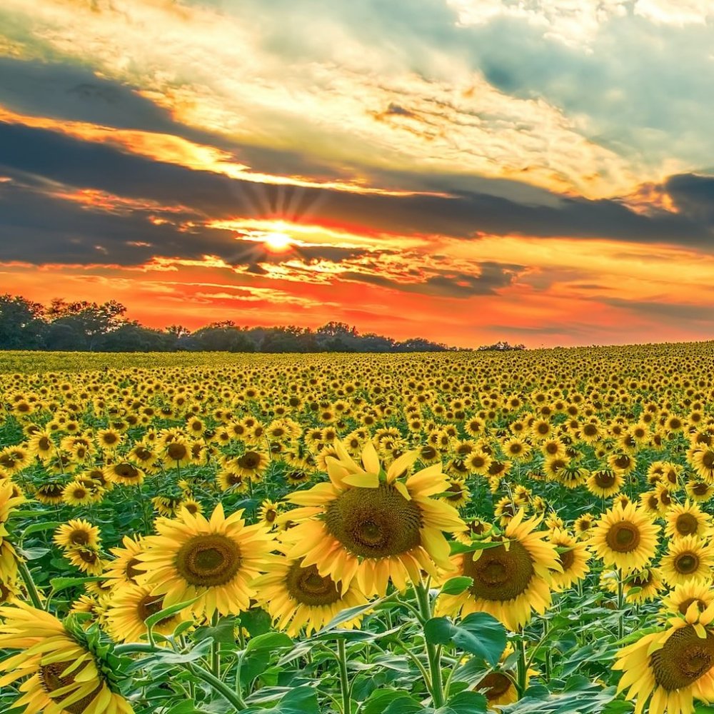 Meet your Posher, Josie